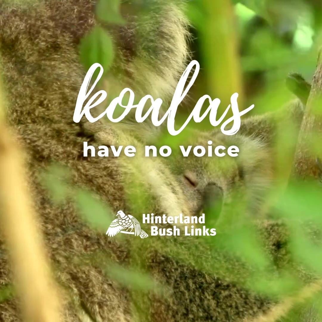 Hinterland Bushlinks Koala Habitat Project